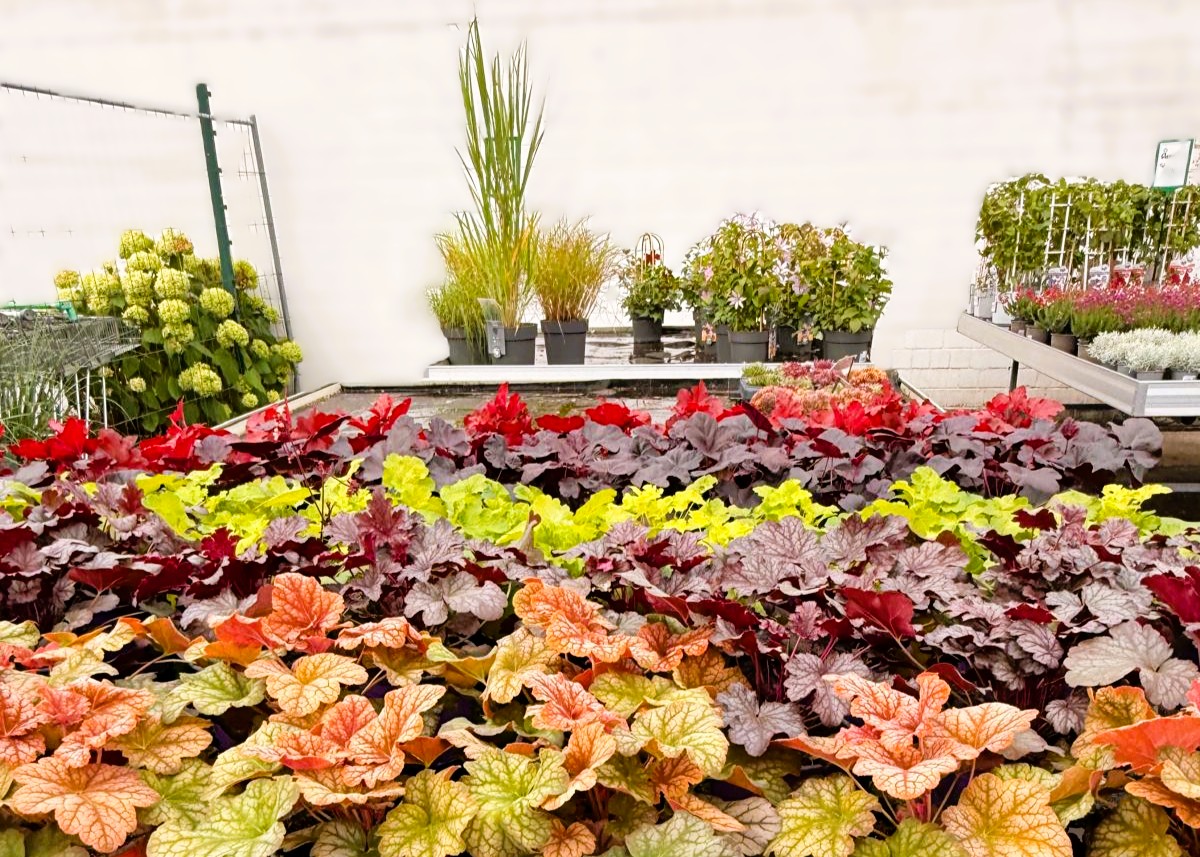 Monheimer Blumenmarkt